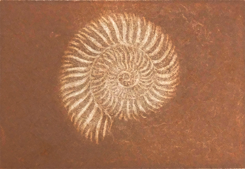 Annita ödman: Ammonit II, etsaus, akvatinta